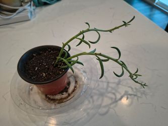 String of Bananas 3.5" Pot