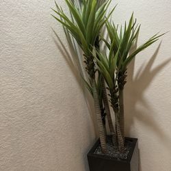 Indoor Plants 