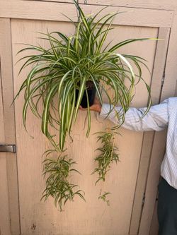 8” spider plant