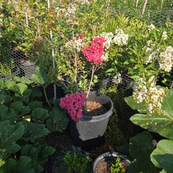Plants 