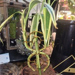 Varigated Lucky Bamboo