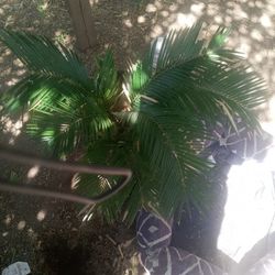 Sago Palm 