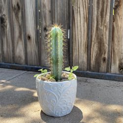 Small Cactus Plant 