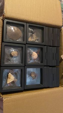 Fossils shells shark teeth and more (individually sold by piece)