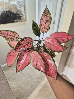 Pink Aglaonema