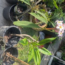 Plumeria/hawain Plant / Planta De Flores