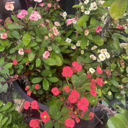 Crown Of Thorns Plants 🪴 