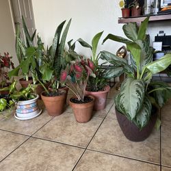 Plants For Sale 20 Each 