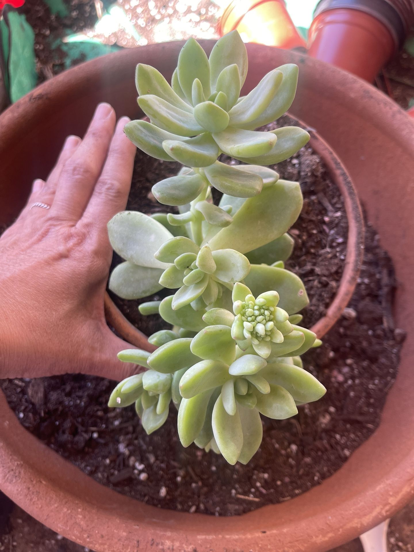 Echeverria Succulent In 5inch Terracotta Pot