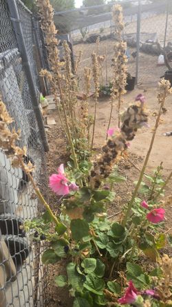 Pink Hollyhock seeds