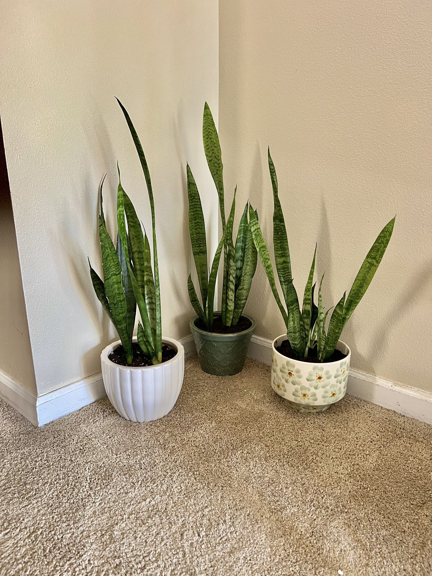 Snake 🐍 Plants