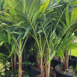 Beautiful Christmas Palms About 6 Feet Tall !!! Fertilized 