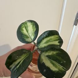 Hoya Obovata Variegated