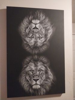 Lions Picture