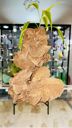 Desert Rose from Morocco🌹