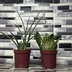 Snake Plant Bundle