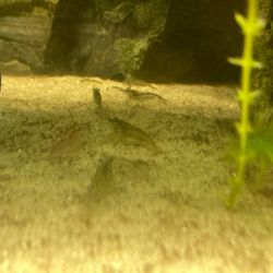 Shrimp(neocaradina)