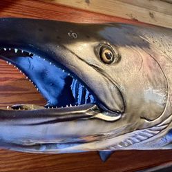Taxidermy King Salmon 
