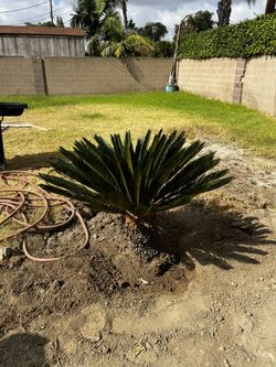 Sago Palm