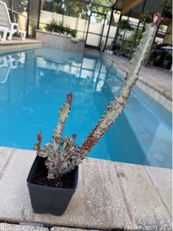 GHOST CACTUS 🌵
