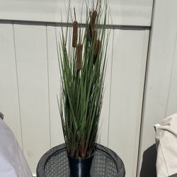 Grass with 6 Cattails Potted (2 Plants)