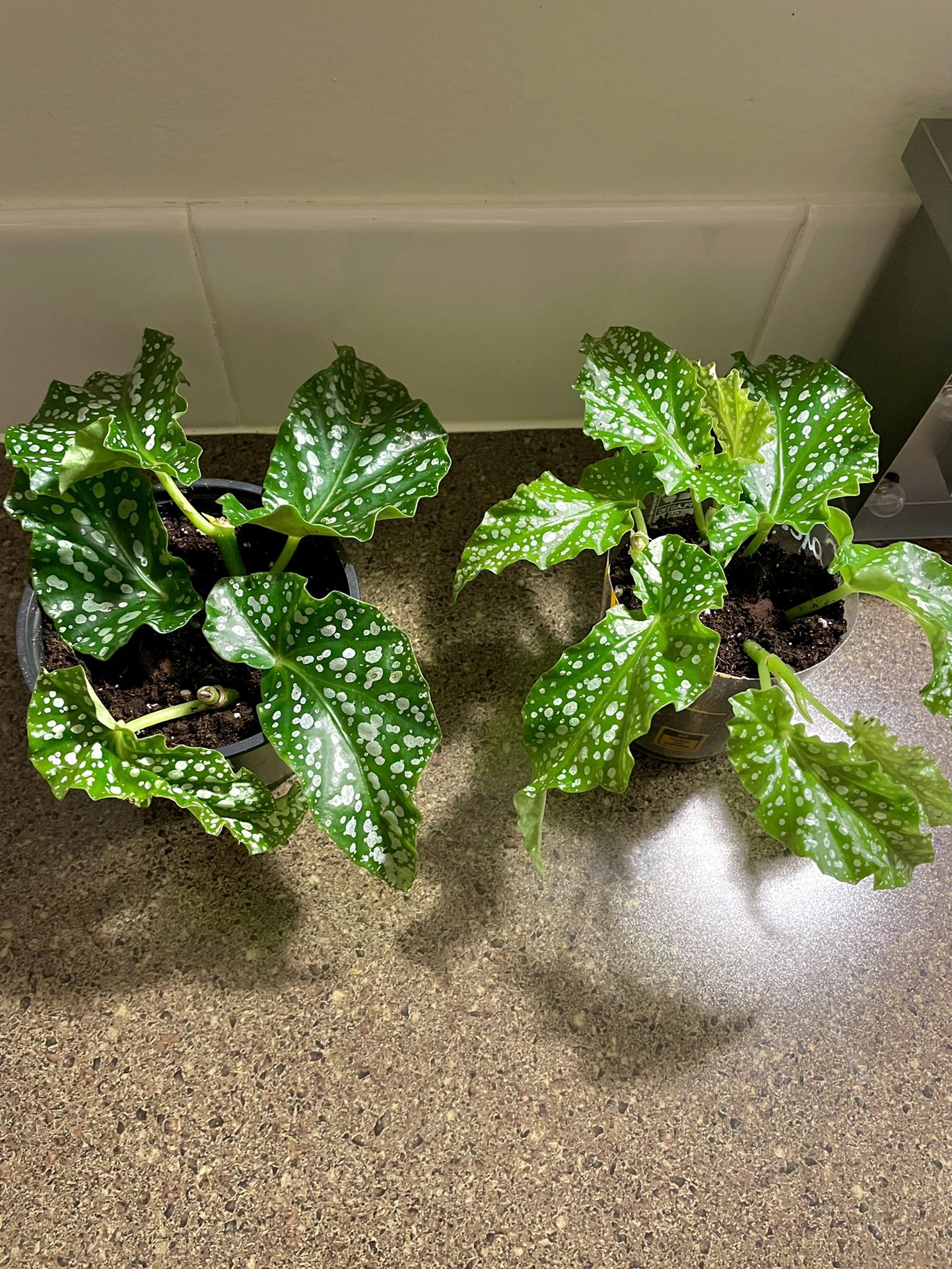 Begonia Plants ($5 Each)