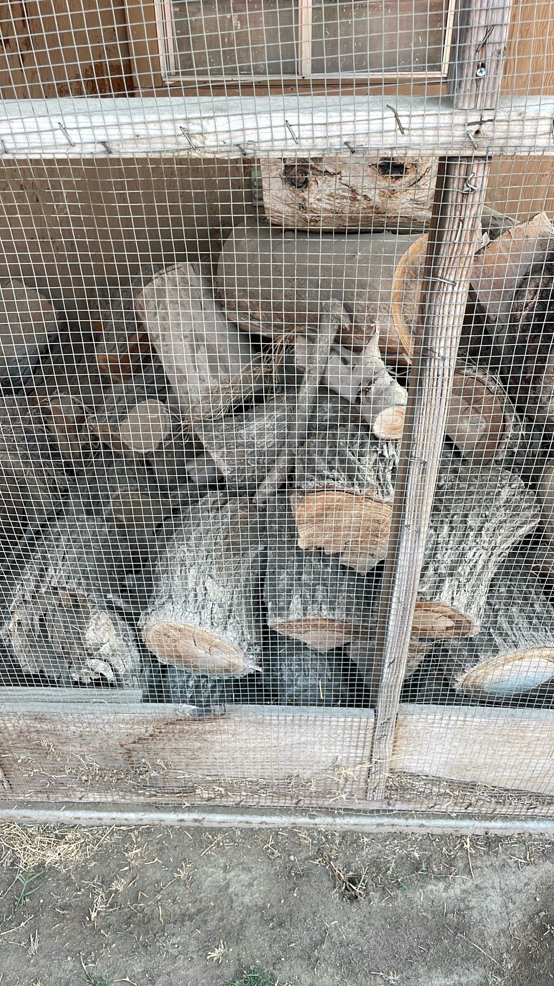 Free firewood, Oak eucalyptus