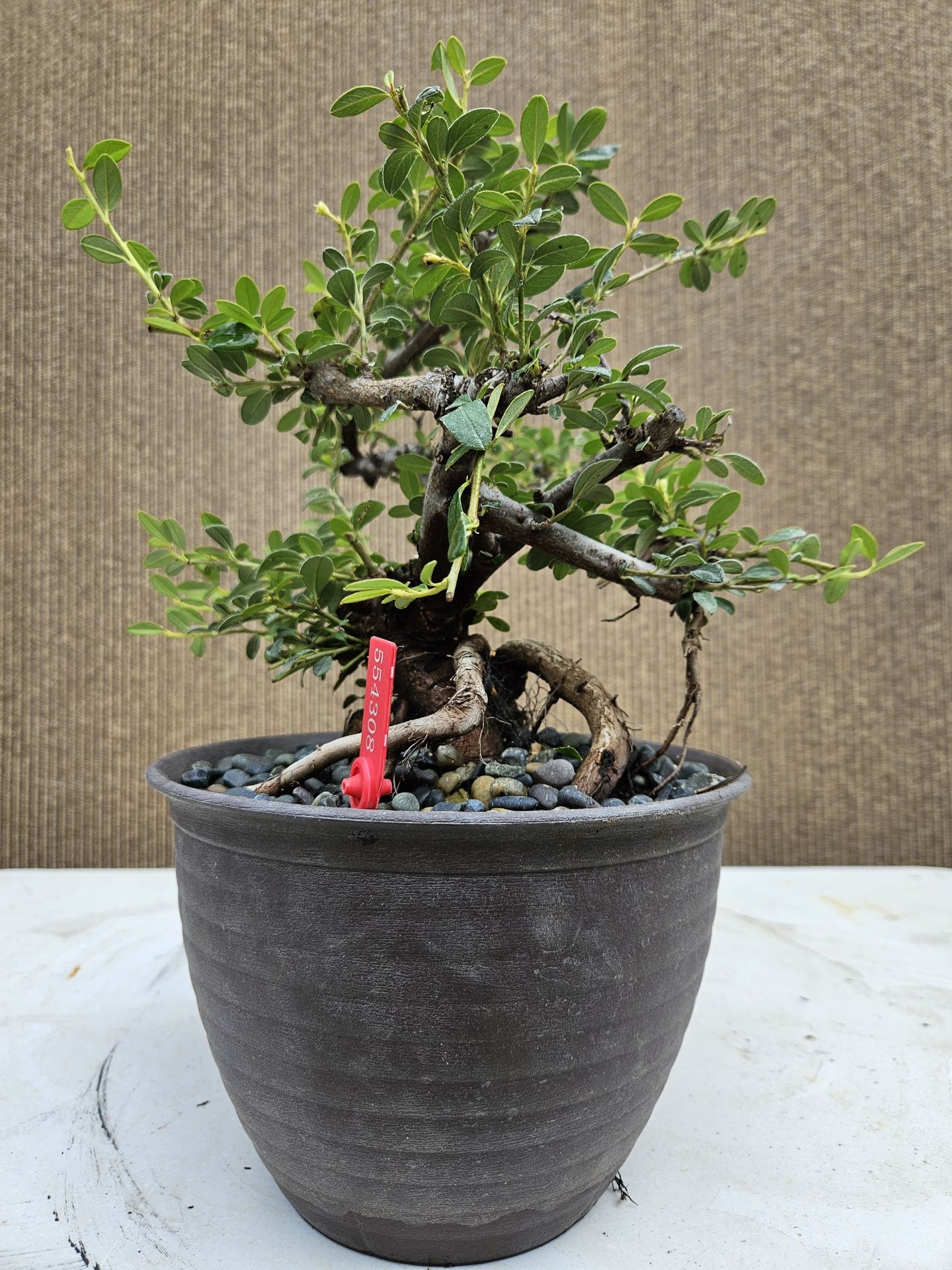 Old Rockspray Cotoneaster Bonsai Tree
