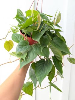 Philodendron Cordatum Heart Leaf Plant 6" Pot - Indoor House Plants