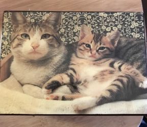 Beautiful Handmade Kitten Box