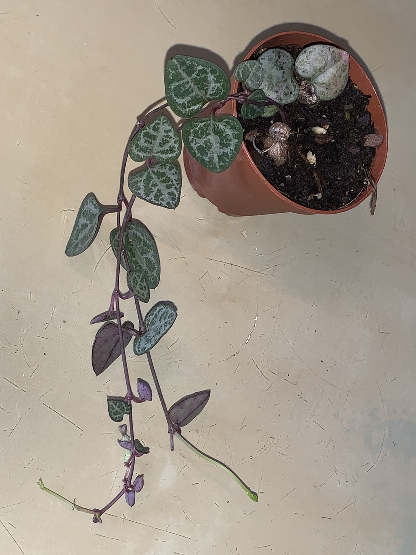String Of Hearts Plant 2 Inch Pot 