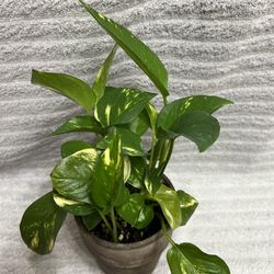 Indoor Live Plant 