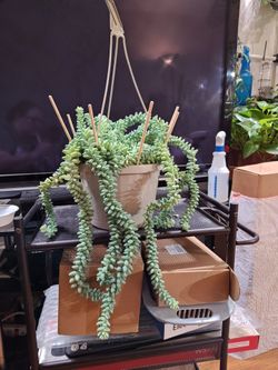 Pristine Sedum morganianum (Burro’s Tail) – 8" Hanging Pot