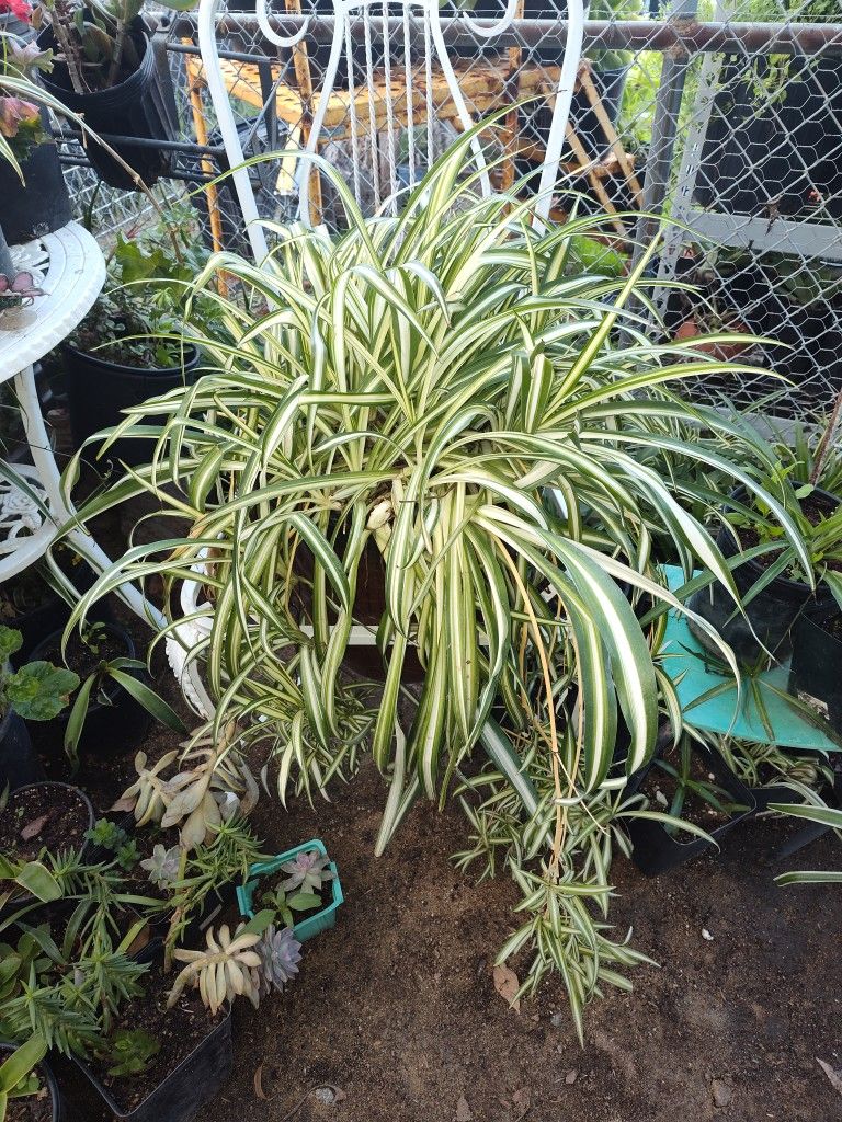 LG Spider Plant 