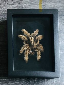 Tarantula Frame - Wall Decor 