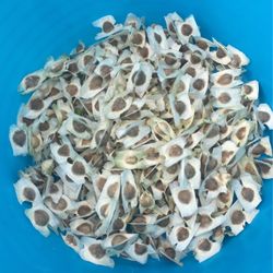 Moringa Seeds
