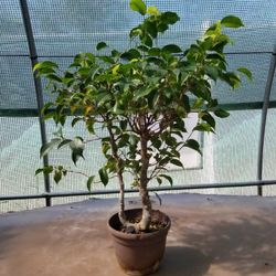 Ficus Benjamina 