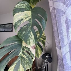 Monstera Aurea Cuttings For Sale