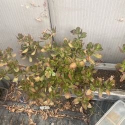 Plants For Sale 