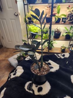 Raven Zz plant