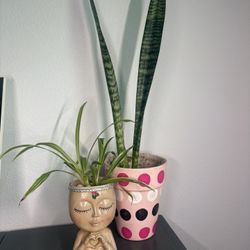 Snake Plant