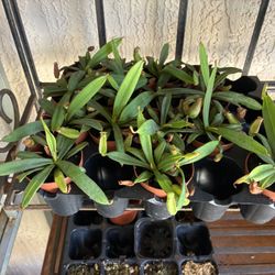 Nepenthes. Carnivorous Plants