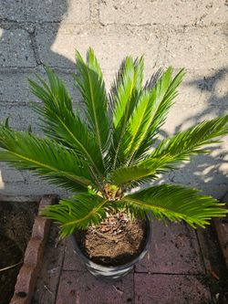 Sago Palm