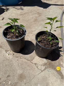 Plantas de chile pikin de bolita