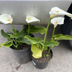 Calla White One Plant $6