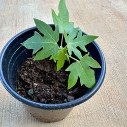 Papaya Plant 