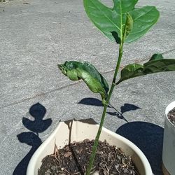 Jackfruit Plants 
