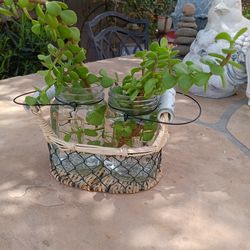 $12 Fun Ceramic Handles Propagation Vases with Easy Care Elephant Plant Succulent.