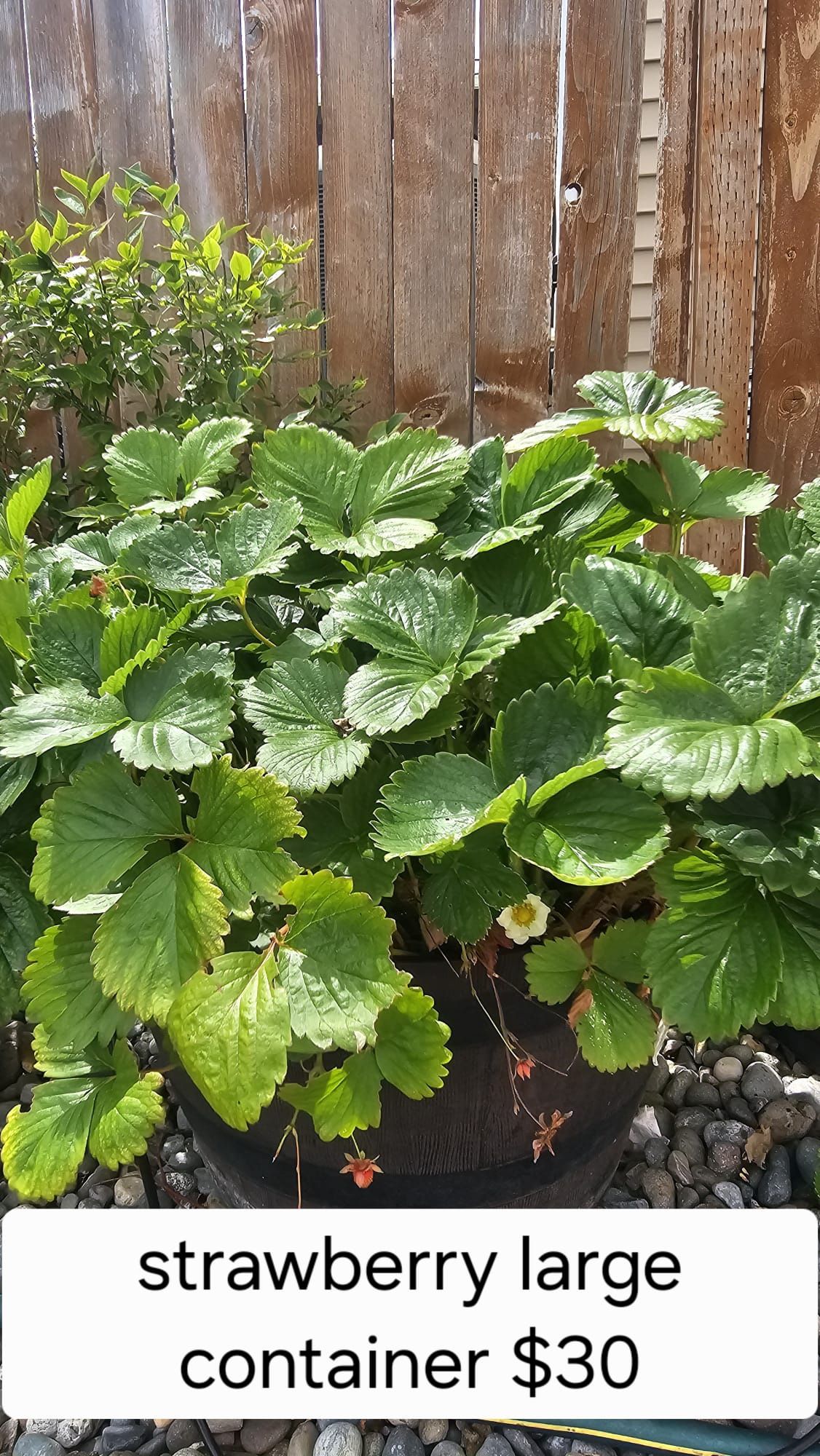 Strawberry Plants