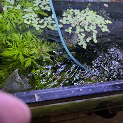Aquarium Plant And Fish